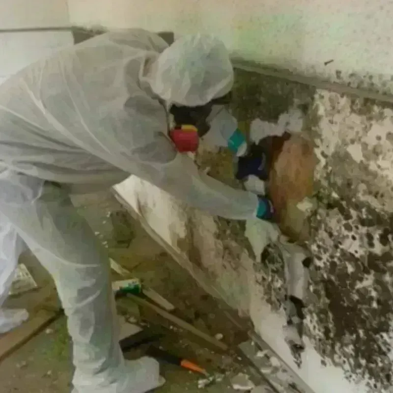 Mold Remediation and Removal in Warren County, PA